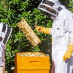 ICKO APICULTURE