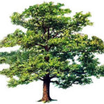 ARB SERVICES