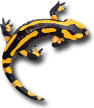 siaje